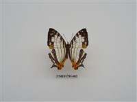 藏品(外國蝴蝶)的圖片